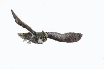 Papier Peint photo Hibou great horned owl in flight isolated on white