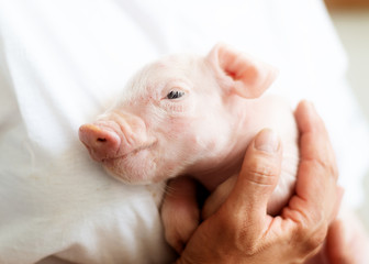 Ferkel kuschelt mit Züchterin, neugeborenes Schwein, Hand 
