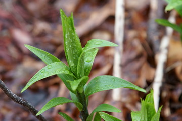 Asiatic Lily in rain water
