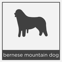 bernese mountain dog icon isolated on white background