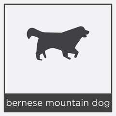 bernese mountain dog icon isolated on white background