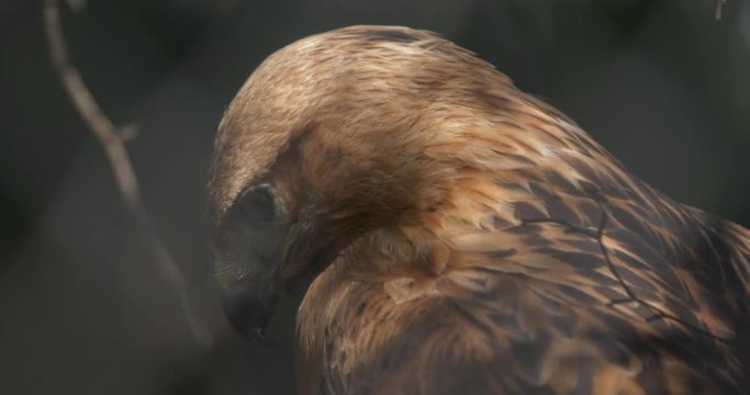 portrait of a ravenous bird in profile