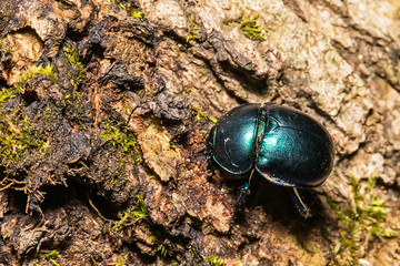 Dung beetle or Oreina sp. Coleoptera (Chrysomelidae) Beetle