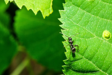 ant on the leaf