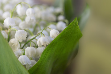 flowering small fragrant white lilies of the valley
