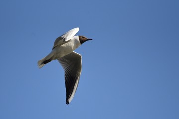 Flying seagull