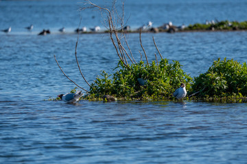 Lake photography birds and nature, Netherlands zoetermeer