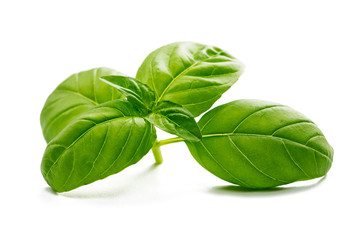 Green fresh basil leaves isolated on white background
