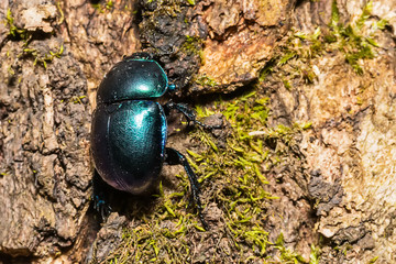 Dung beetle or Oreina sp. Coleoptera (Chrysomelidae) Beetle