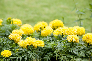 flower,yellow,nature,garden,plant,summer,green,bloom,marigold,orange,spring,flora,blossom,field,beauty,daisy,petal,bright,meadow,floral,macro,grass,leaf,white,many,leaves,grass field,soft,outdoor,thai