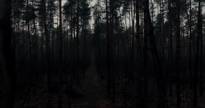 Aerail drone view throughout dark mysterious forest