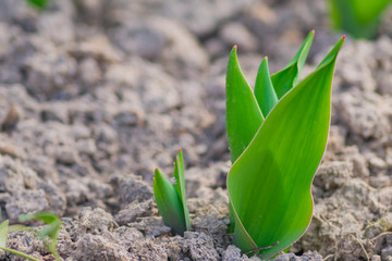 Young green leaves of tulip flovers. Early spring