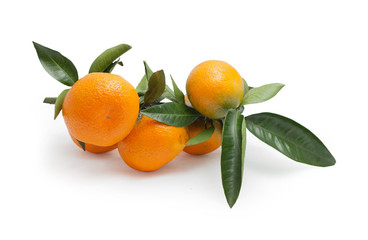 The mandarin branch. Fruits and leaves. Fresh fruits