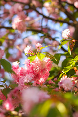 Flowering cherry branches in the sun, pink flowers on a blurred background, a sunny morning, a blank for a designer, a copy of the space, a natural background with green leaves, art