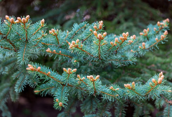 Blue Colorado spruce (Picea pungens) branches with new buds in spring. Young needles appear. Beautiful natural background. Selective focus