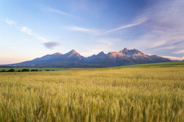 Naklejka premium Morning view of High Tatras, Slovakia. Horizontal shot of mountains landscape with grain fields in a front. Beautiful morning light.