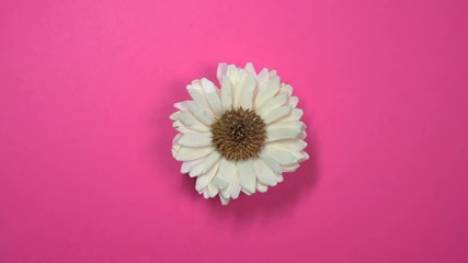 Beautiful single daisy flower slowly spinning on a rotating pink background.