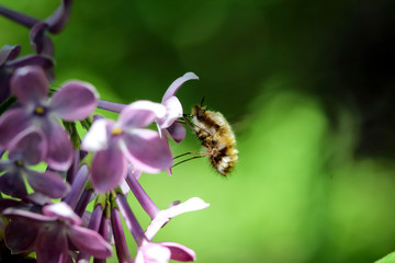 Wollschweber ( Bombylius major) im Flieder