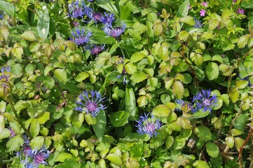 Centaur&eacute;es bleues