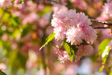 Flowering cherry branches in the sun, pink flowers on a blurred background, a sunny morning, a blank for a designer, a copy of the space, a natural background with green leaves