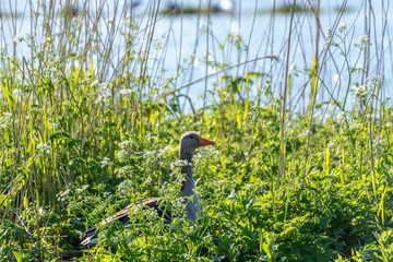 Lake photography birds and nature, Netherlands zoetermeer