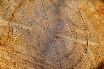 Naklejka premium Timber texture.