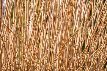 dry branches natural natural background. Brown