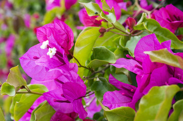 Buganvilla, bugambilia shrub branches with purple flowers