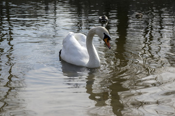 One swan on Odra river, largest waterfowl birds with white feathers