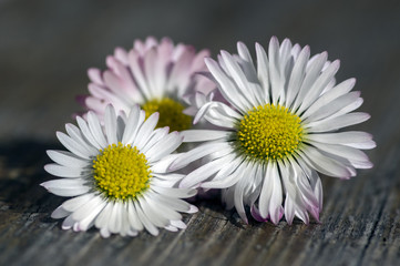 Obraz premium Amazing daisies, Bellis perennis flower heads on wooden table, flowering plants with white pink petals and yellow center