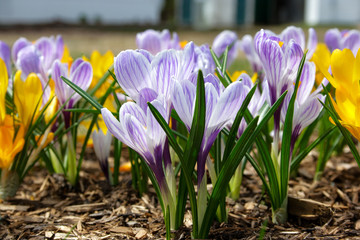 Violet white and yellow crocus flowers in early spring - 203442130