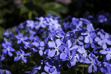 Bright blue phlox - many small spring flowers, botany, background, close-up