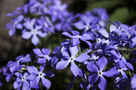 Bright blue phlox - many small spring flowers, botany, background, close-up