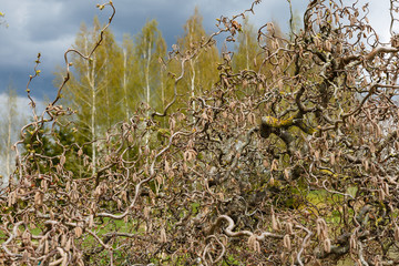 A nice spring day in the garden, all around is light green and yellowish; forefront of the decorative hazel tree branches abstract form. There are birches in the background.