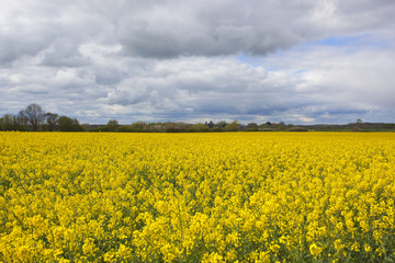 Obraz premium field of yellow flowering rapeseed