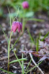 Checkered Lily (Fritillaria) in bloom in a sunny garden
