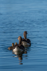 Lake photography birds and nature, Netherlands zoetermeer