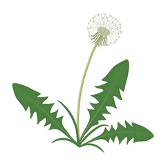 Fototapeta premium Dandelion with leaves on a white background. Vector illustration