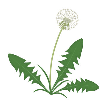 Dandelion with leaves on a white background. Vector illustration