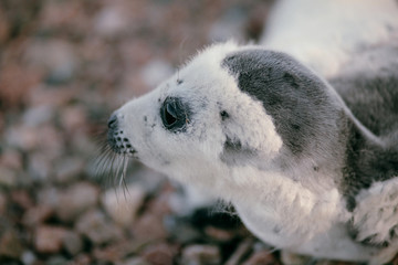 Fototapeta premium A baby harp seal laying on the beach
