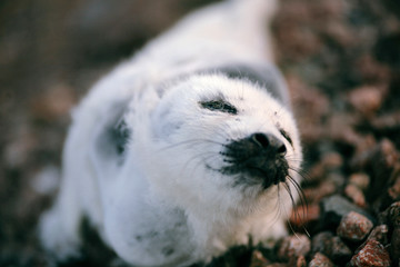 A baby harp seal laying on the beach