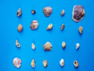 Seashells pattern on blue background