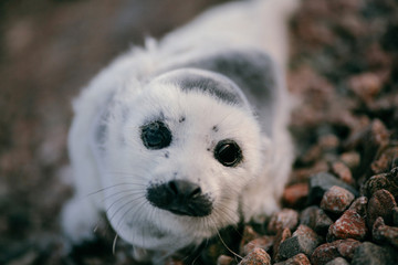 A baby harp seal laying on the beach