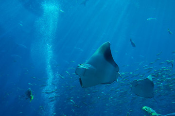 Emirats Arabes Unis, Dubai, l'atlantis, l'aquarium, l'envol. © Mylar