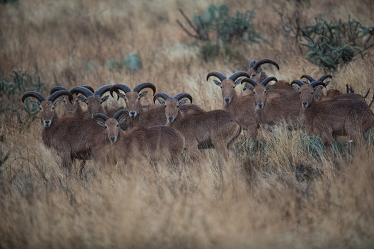 Aoudads in West Texas