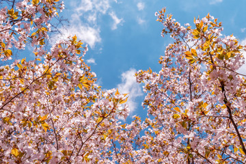 Cherry blossoms, Flowering sakurа