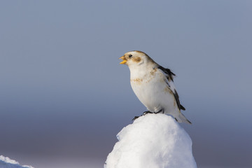 Snow bunting in winter