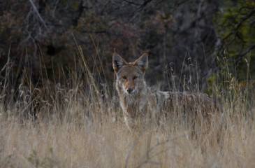 Obraz na płótnie Canvas Coyote in West Texas