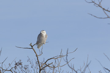 Snowy owl female in winter