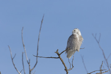 Snowy owl female in winter